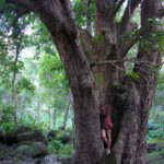 Do Yoga: Großer Baum