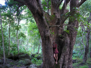 Do Yoga: Großer Baum