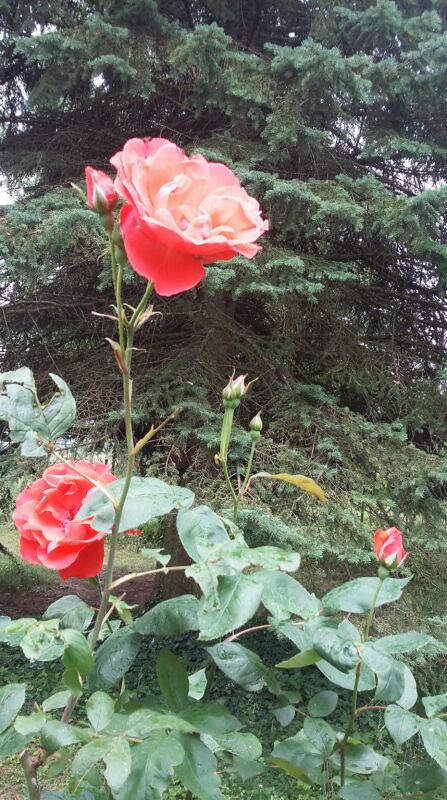 Tagesseminar Elemente, Rose im Garten Tagesseminar Elemente