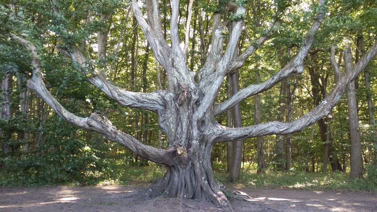 Hirnwellen und Bewußtseinszustände, wilder Baum